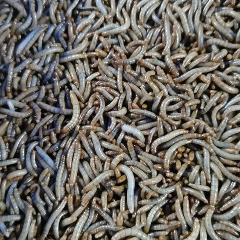 10 kg quritilgan taom qurtlari