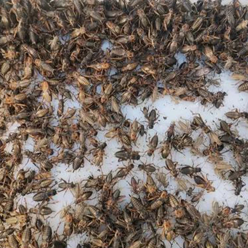 Toshbaqa uchun quritilgan kriketlar