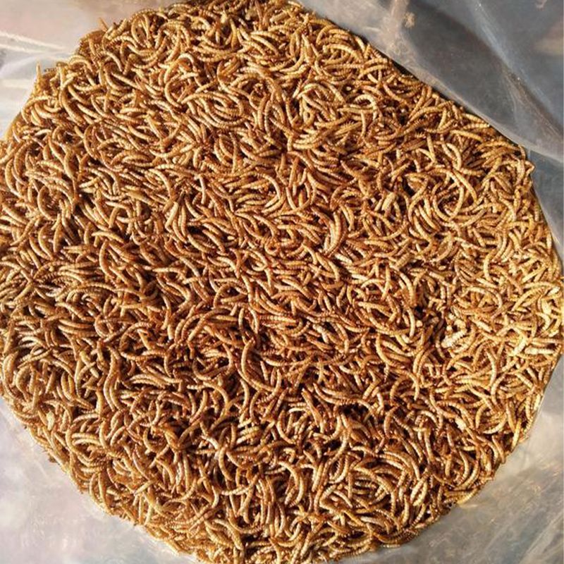 Kirpi quritilgan ovqat qurti