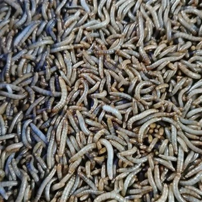 10 kg quritilgan taom qurtlari