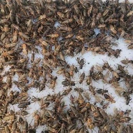 Tovuqlar uchun quritilgan kriketlar