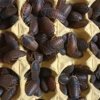 Qo'shimcha katta dubia roaxes